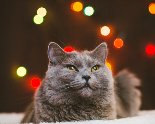 Eine Karthäuser Katze liegt auf einer Decke und hinter ihr sind Lichter.
