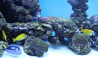 Salzwasseraquarium mit Felsen