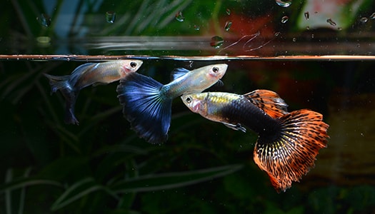Fischkrankheiten