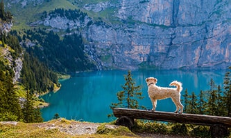 Hund auf Bank vor See