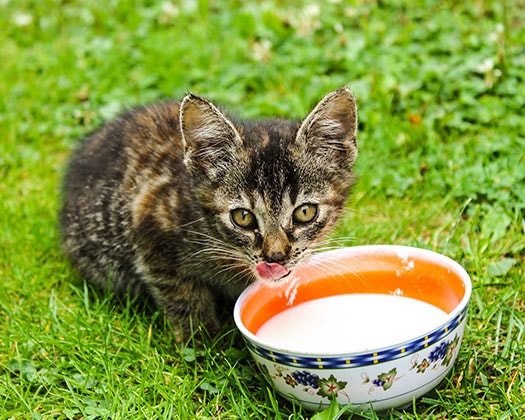 Katze - Napf mit Milch