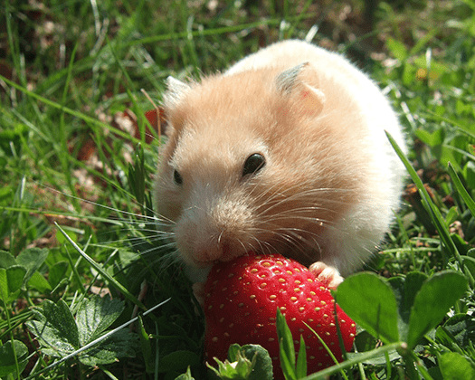 Goldhamster frisst eine Erdbeere