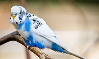 Große Auswahl an Vogelheimen