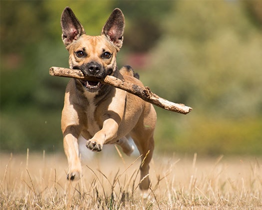 Ein Hund mit einem Stöckchen – so hilfst du deinem Hund zur Vermeidung von Splitterverletzungen