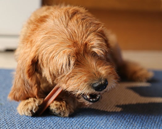 Ein Hund am Kauen zu dem Thema Erstickungsanfall beim Hund