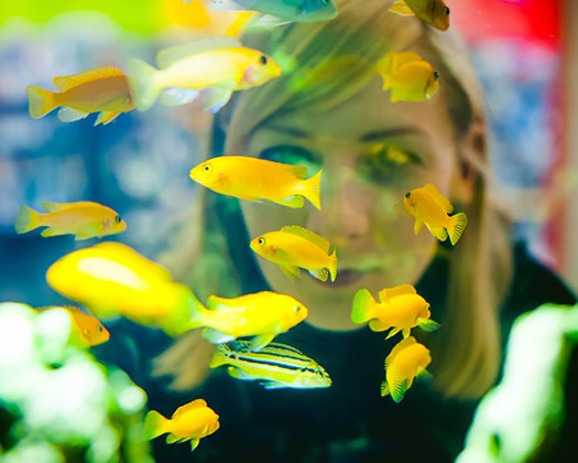 Frau vor Aquarium mit gelben Fischen